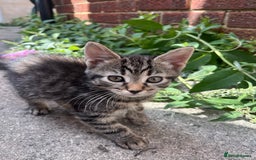 Domestic Shorthair cats for sale: Gorgeous litter of kittens  - Image 11