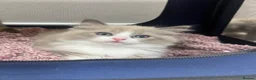Ragdoll cats for sale: Registered Ragdoll Kittens for Sale - Advert 2