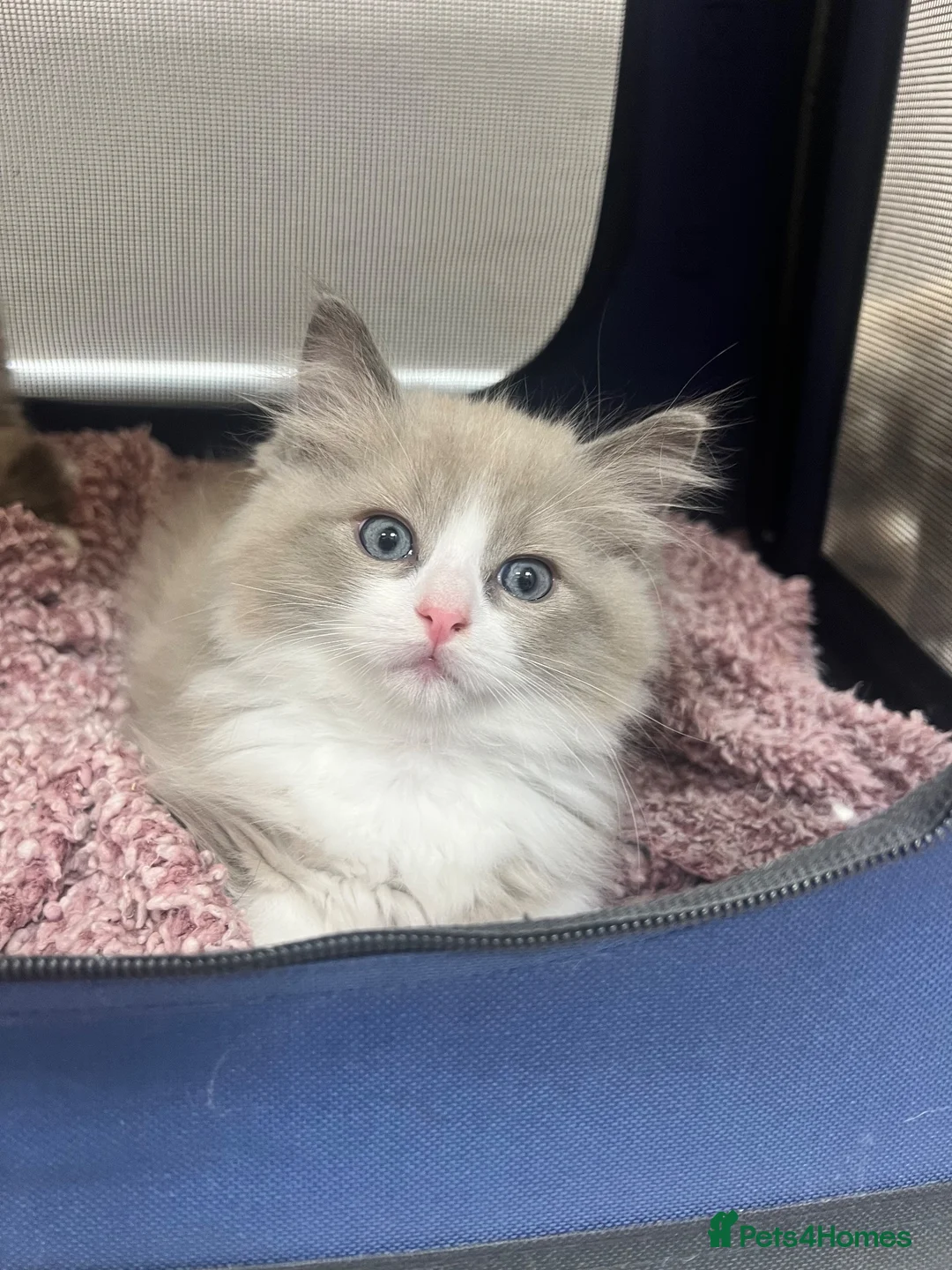 Ragdoll cats for sale: Registered Ragdoll Kittens for Sale - Advert 2