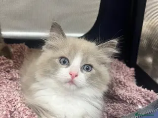 Ragdoll cats Registered Ragdoll Kittens for Sale - Advert 4
