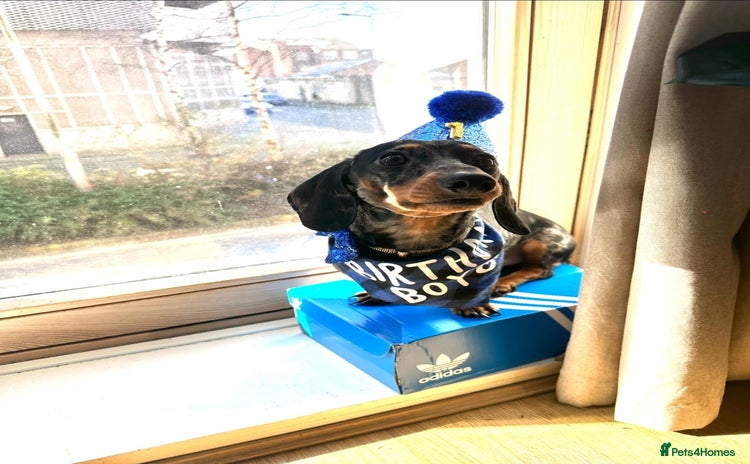 Miniature Dachshund dogs - Advert 6