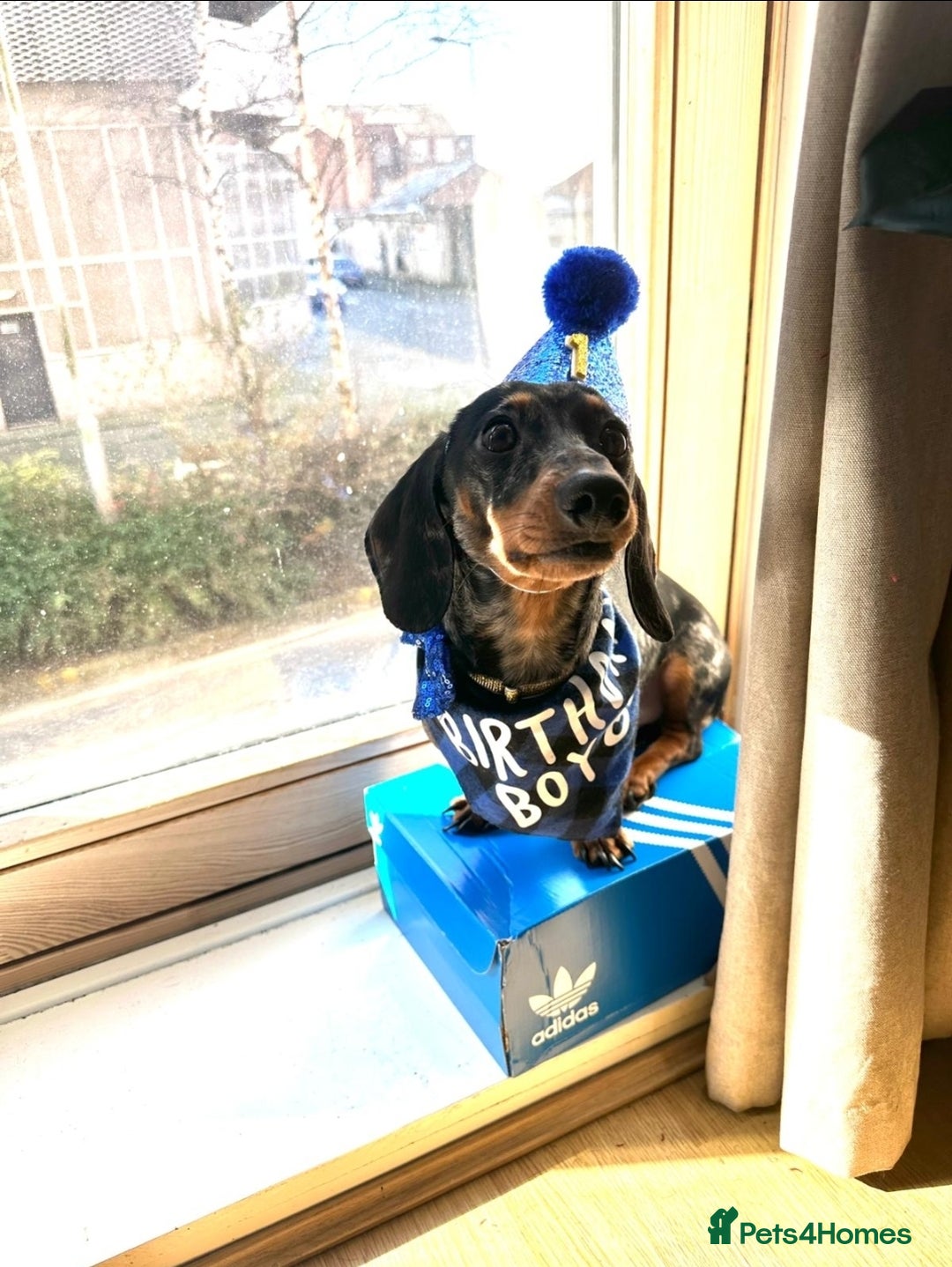 Miniature Dachshund dogs for stud: Gentleman Doggo - Image 1