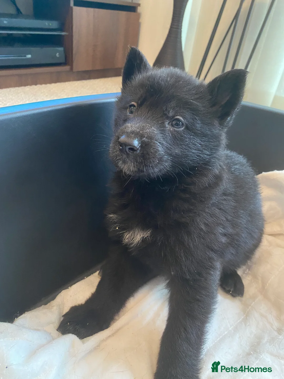 German Shepherd dogs for sale: German shepherd puppies  - Advert 3