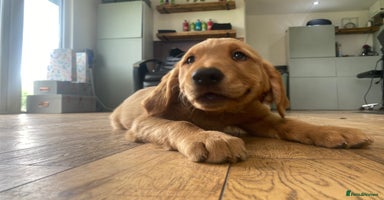 Golden Retriever dogs in Malton - Advert 4