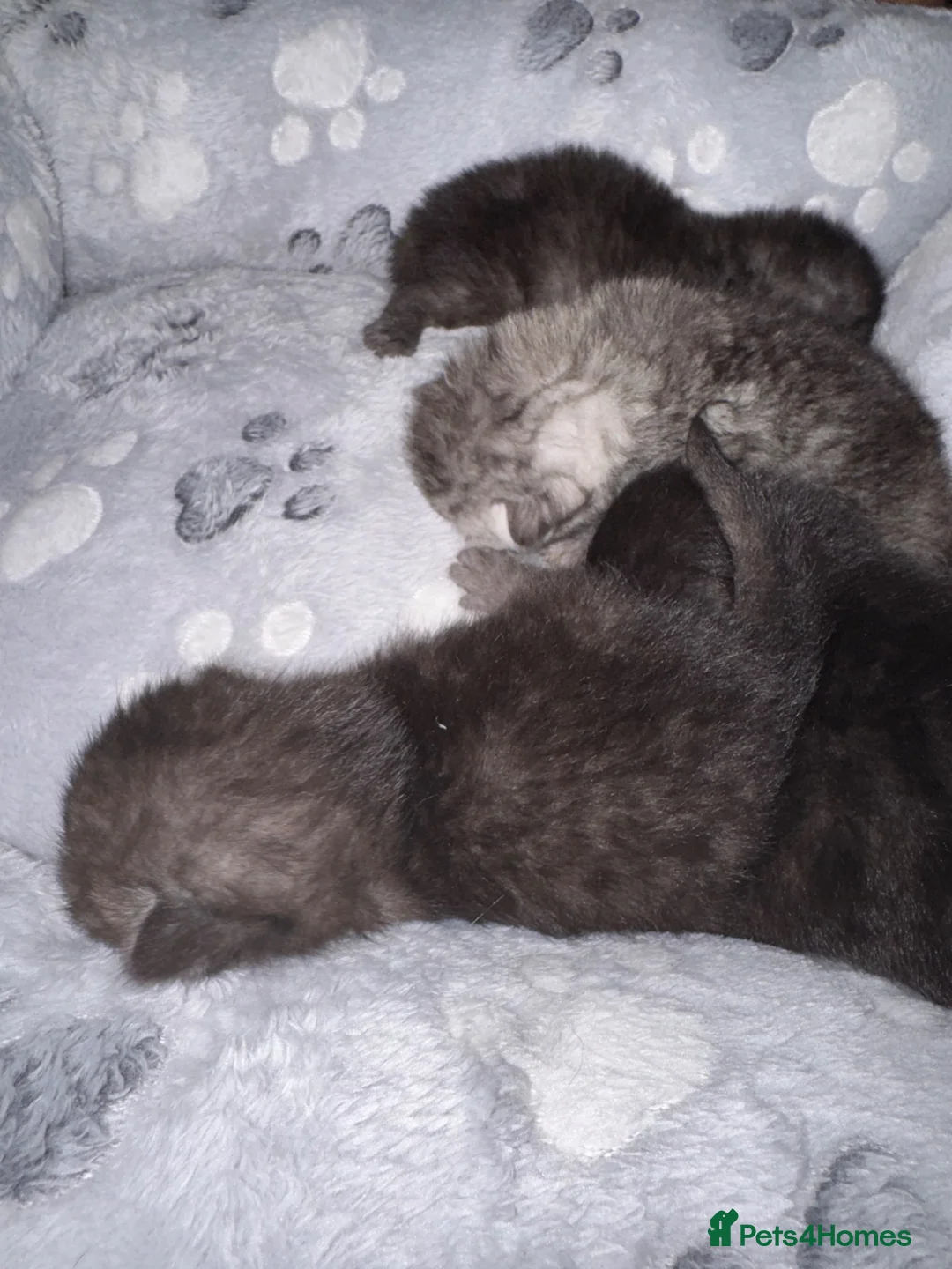 Ragdoll cats for sale: Ragdoll X British short hair kittens  - Advert 15