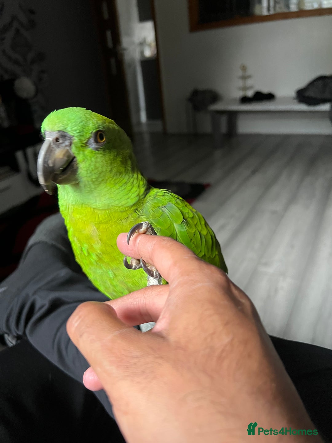 Parrots birds for sale: Beautiful baby yellow nape amazon - Image 3