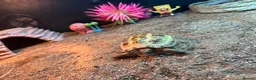 Tortoise reptiles for sale: Horsefield tortoise  - Advert 4