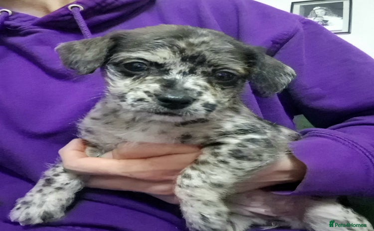 Mixed Breed dogs Frenchi /Mini Poodle Puppies First Gen ❤️  - Advert 8