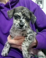 Mixed Breed dogs Frenchi /Mini Poodle Puppies First Gen ❤️ - Advert 10