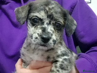 Mixed Breed dogs Frenchi /Mini Poodle Puppies First Gen ❤️ - Advert 8