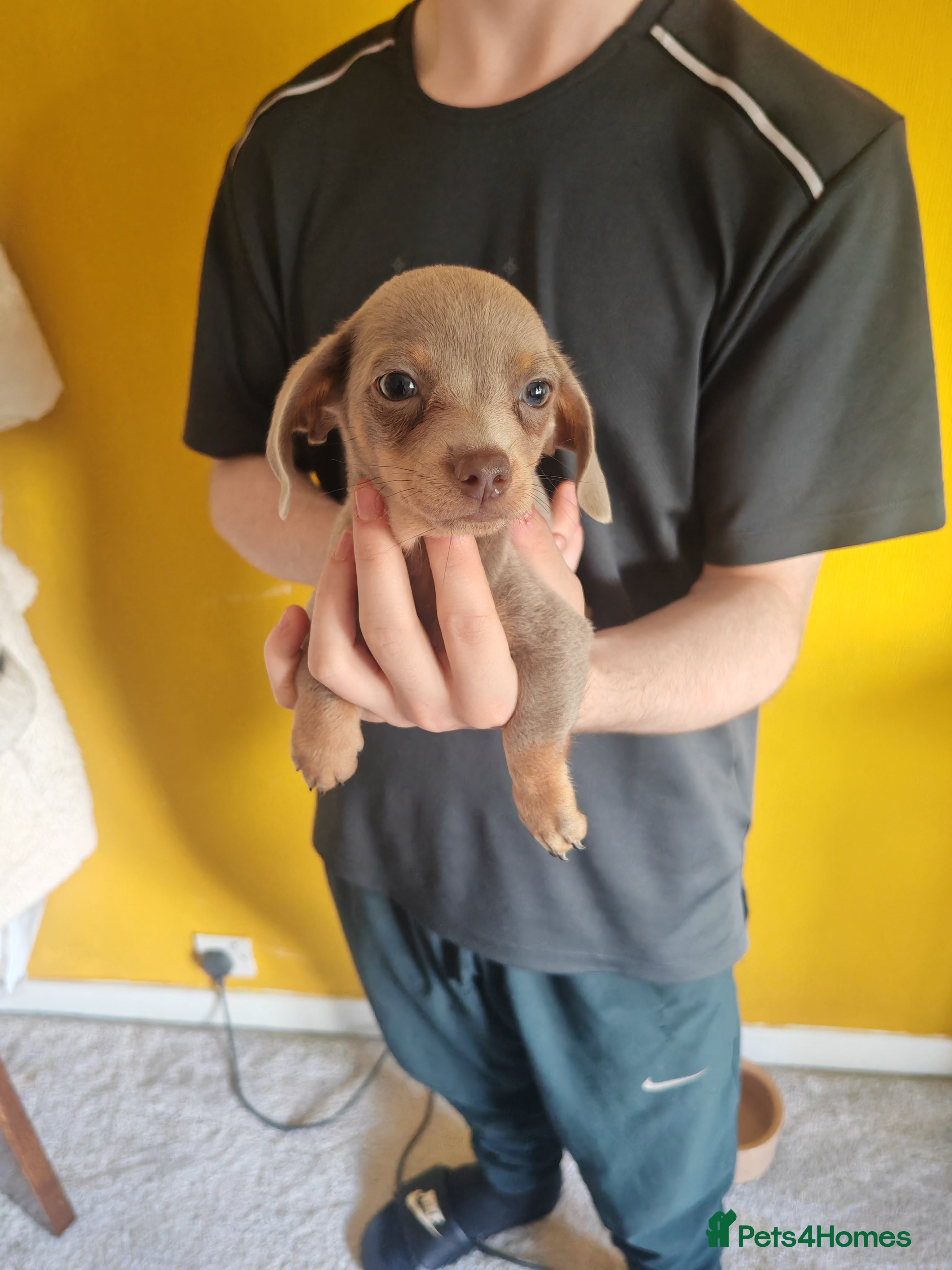 Chiweenie dogs for sale: Chiweenies  - Advert 10