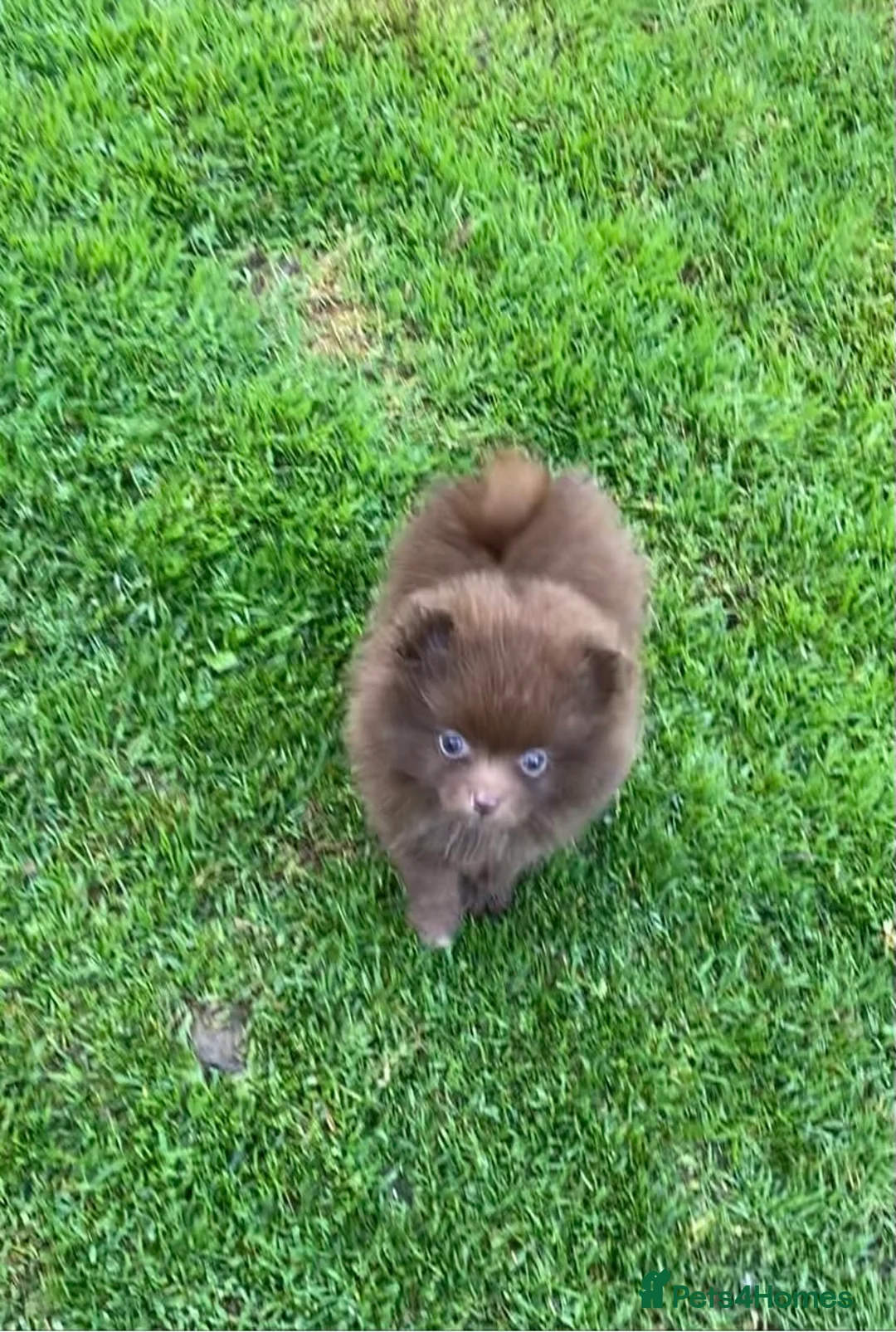 Pomeranian dogs for stud: 1.8kg Tiny Choco Carry Tan Blue Lilac DNA tested in Rotherham - Advert 24