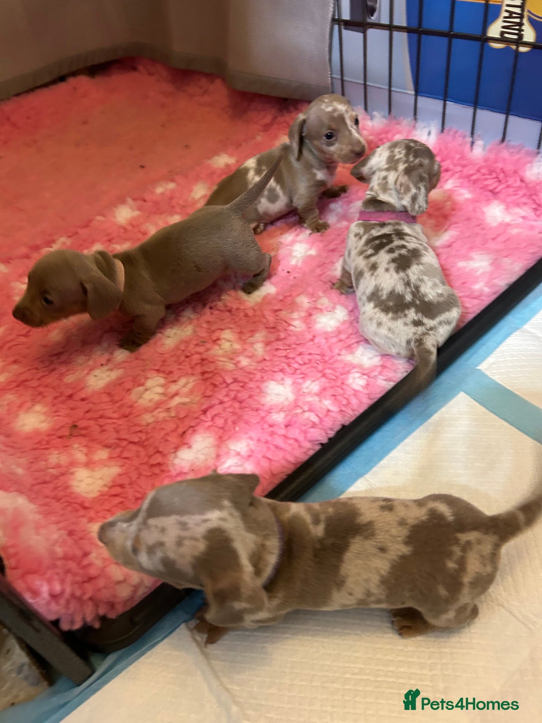 Miniature Dachshund dogs for sale: Isabella dapple Miniature dachshund  - Advert 2