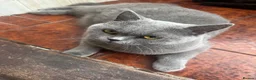 British Shorthair cats for sale: Pure Pedigree GCCF-Registered kittens  - Advert 10