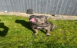 Staffordshire Bull Terrier dogs for stud: DELAMERES BLU THUNDER - Sully in Newton-le-Willows - Image 3