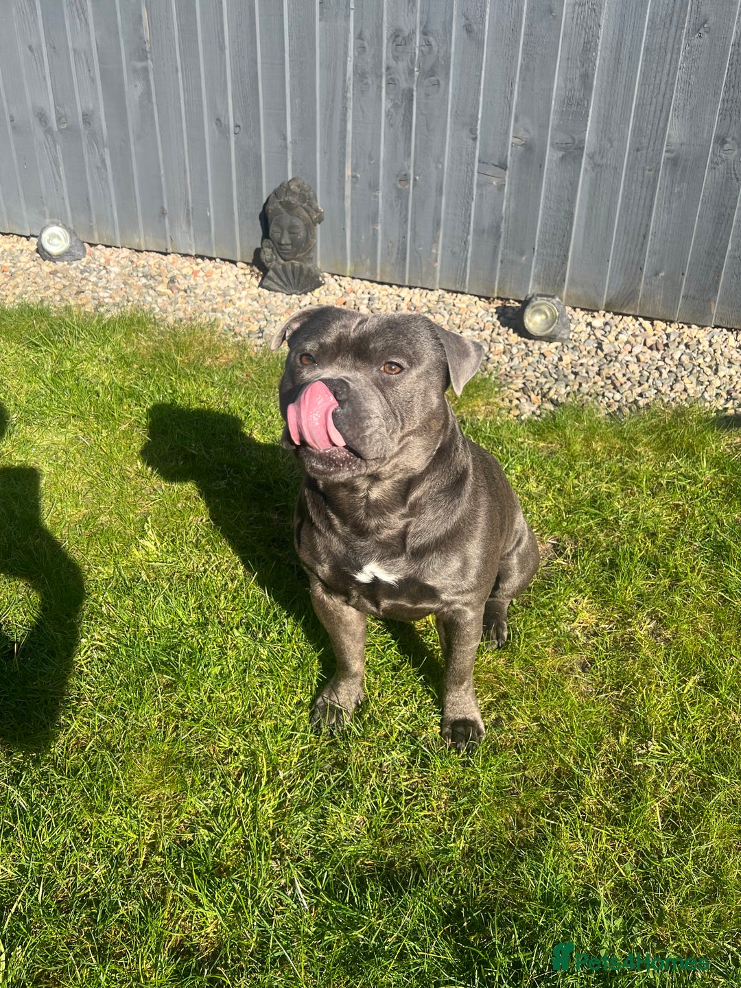 Staffordshire Bull Terrier dogs for stud: DELAMERES BLU THUNDER - Sully in Newton-le-Willows - Image 3
