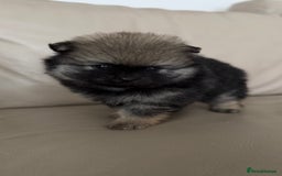 German Spitz dogs for sale: KC Reg Show Type German Spitz (Klein) For Sale. - Image 6