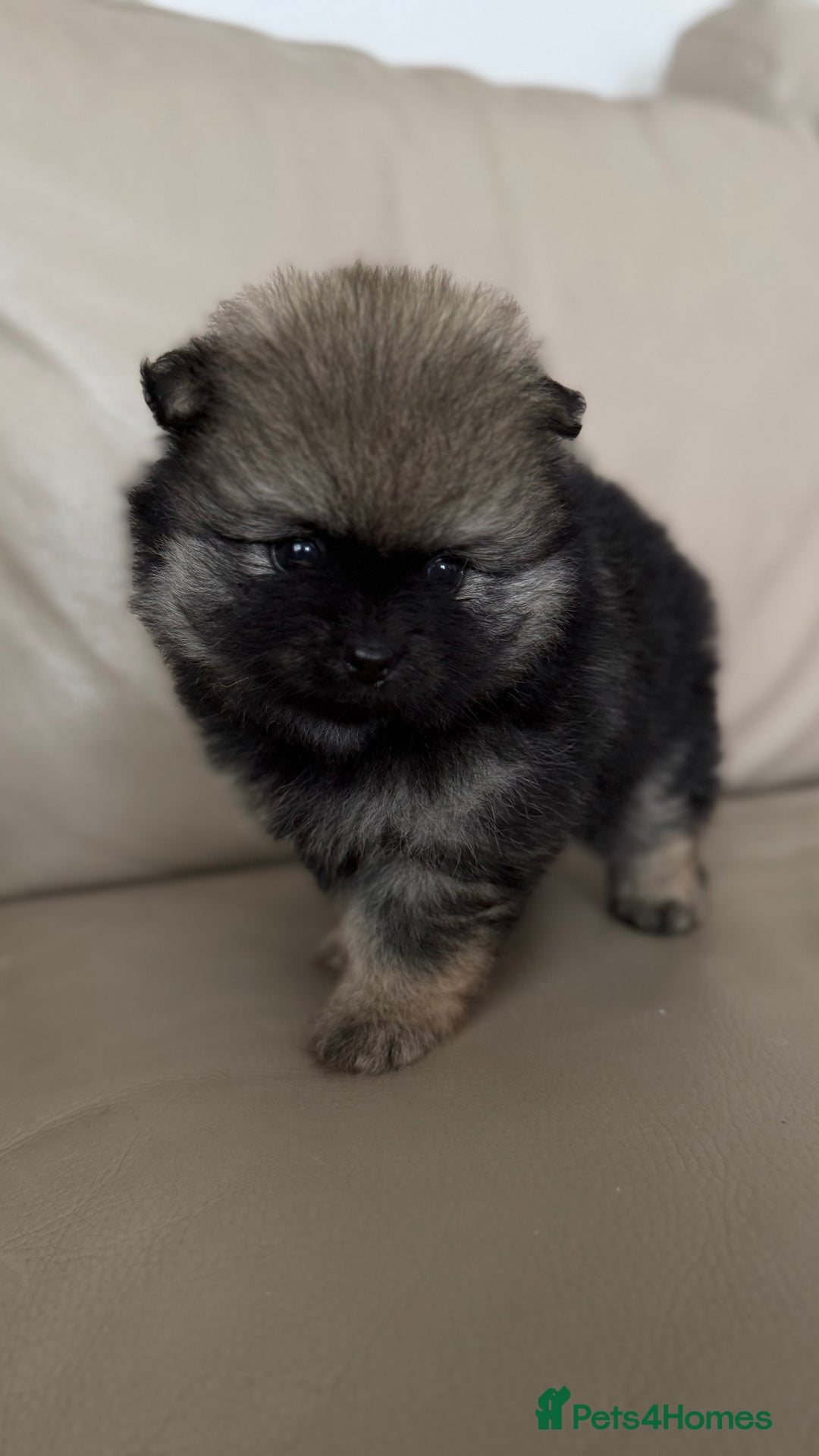 German Spitz dogs for sale: KC Reg Show Type German Spitz (Klein) For Sale. - Image 6