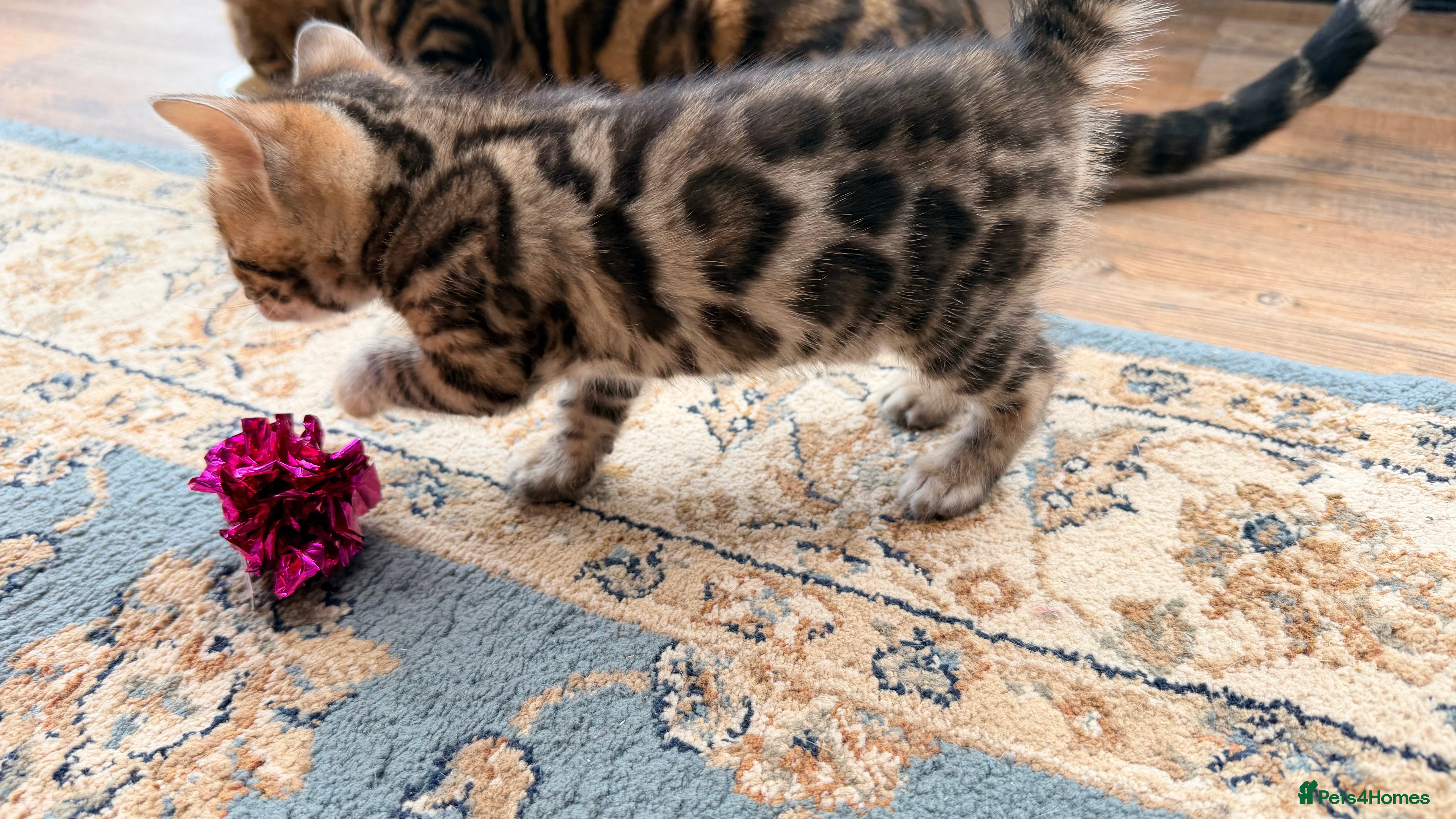 Bengal cats 🐾 Show quality GCCF Bengal Kittens for Sale 🐾 - Advert 2