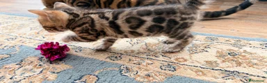 Bengal Kitten 4