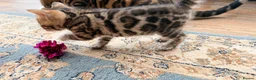 Bengal cats for sale: 🐾 Show quality GCCF Bengal Kittens for Sale 🐾 - Advert 4
