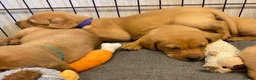 Labrador Retriever dogs for sale: EXCEPTIONALLY WELL BRED FOX RED LABRADOR PUPPIES  - Advert 14