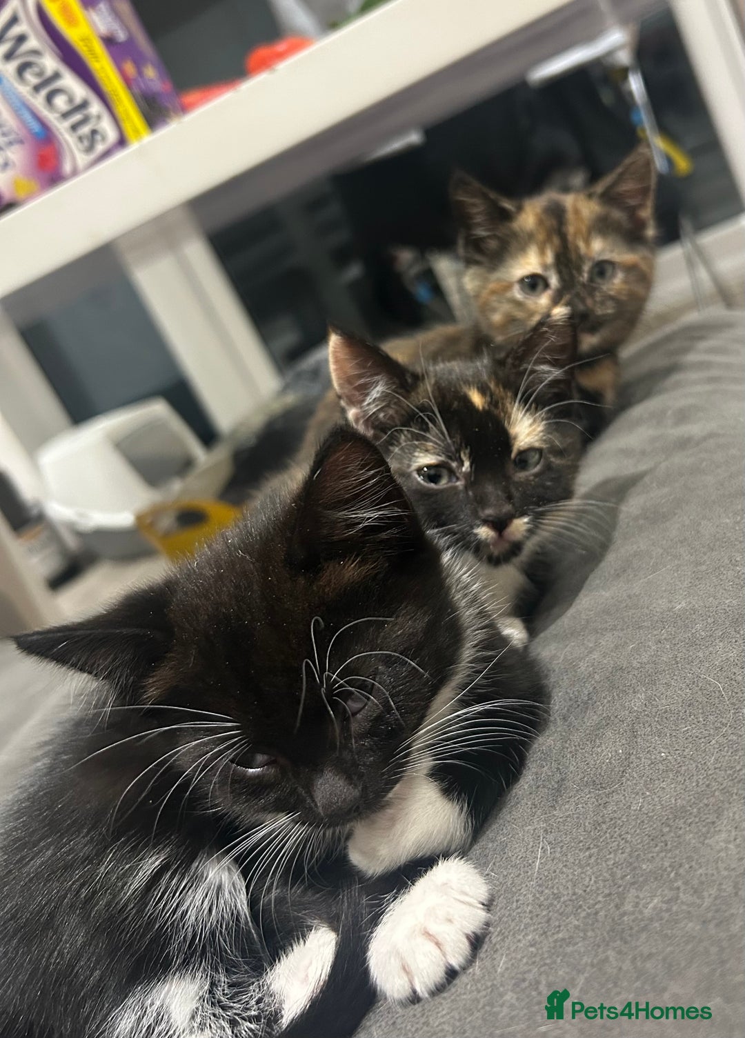 Mixed Breed cats for sale: Two very cheeky kittens left *Ready now* - Advert 2