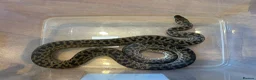 Python Snake reptiles for sale: Proven Pair of Spotted Pythons For Sale - Advert 2