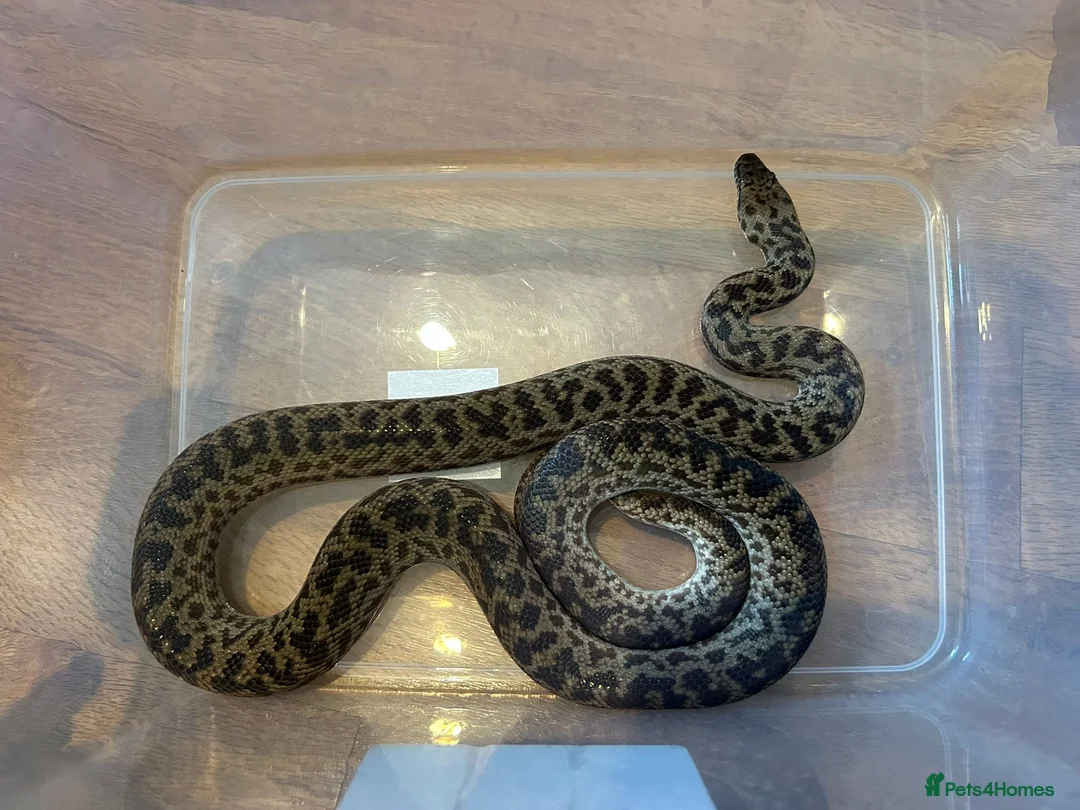 Python Snake reptiles for sale: Proven Pair of Spotted Pythons For Sale - Advert 2
