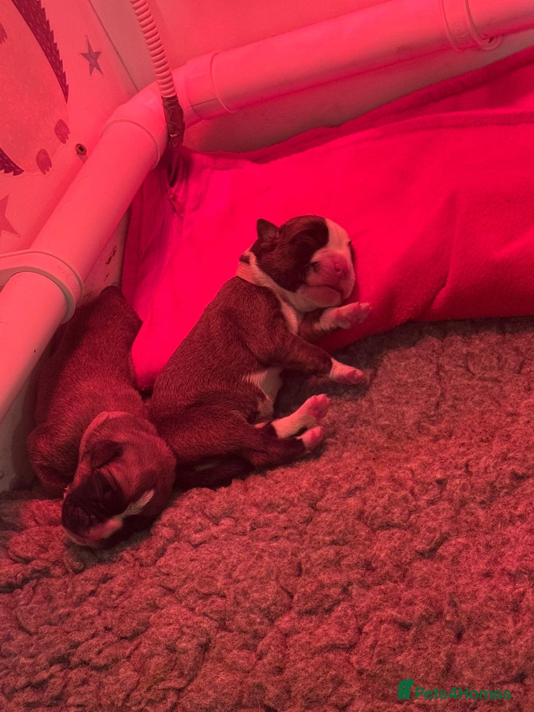 Boxer dogs for sale: ⭐️ HEALTH CHECKED KC REG ⭐️ - Advert 4