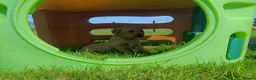 Labrador Retriever dogs for sale: Stunning KC Labrador Puppies⭐READY NOW⭐ - Advert 4