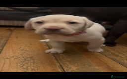 Labrador Retriever dogs for sale: Fully vaccinated chunky pedigree pups  - Advert 16