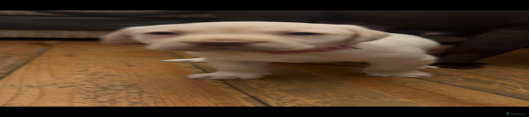 Labrador Retriever Puppy 4