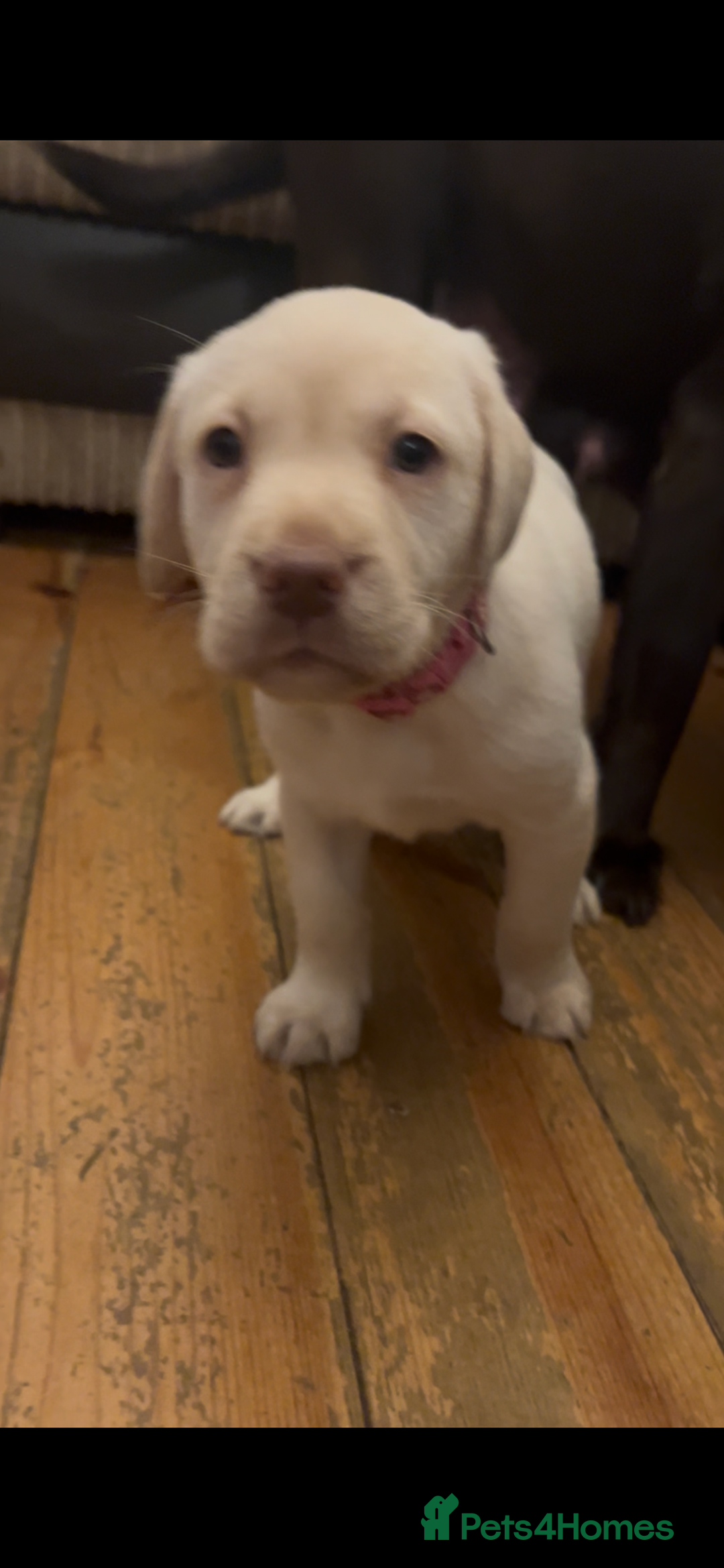Labrador Retriever dogs for sale: Fully vaccinated chunky pedigree pups  - Advert 16