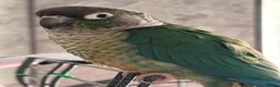 Conures birds for sale: Two conures for sale unsure of sex in Dunmow - Advert 2