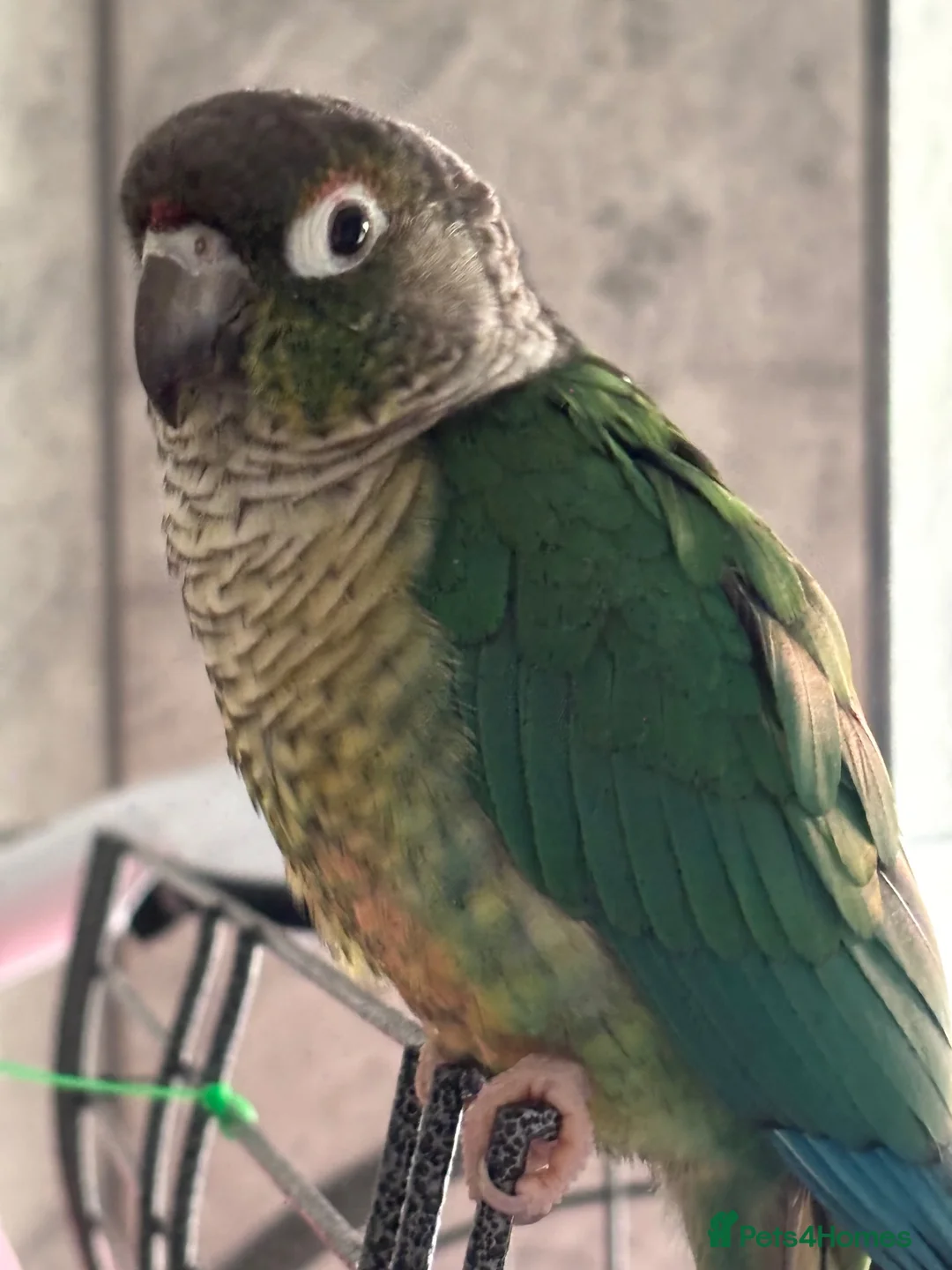 Conures birds for sale: Two conures for sale unsure of sex in Dunmow - Advert 2
