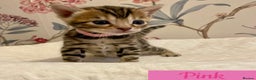 Bengal cats for sale: Beautiful Bengal Kittens - Advert 12
