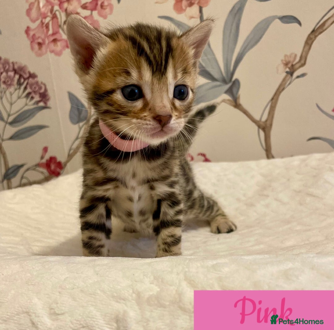 Bengal cats for sale: Beautiful Bengal Kittens - Advert 12