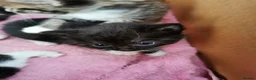 Mixed Breed cats for sale: Lovely Kittens  - Advert 4