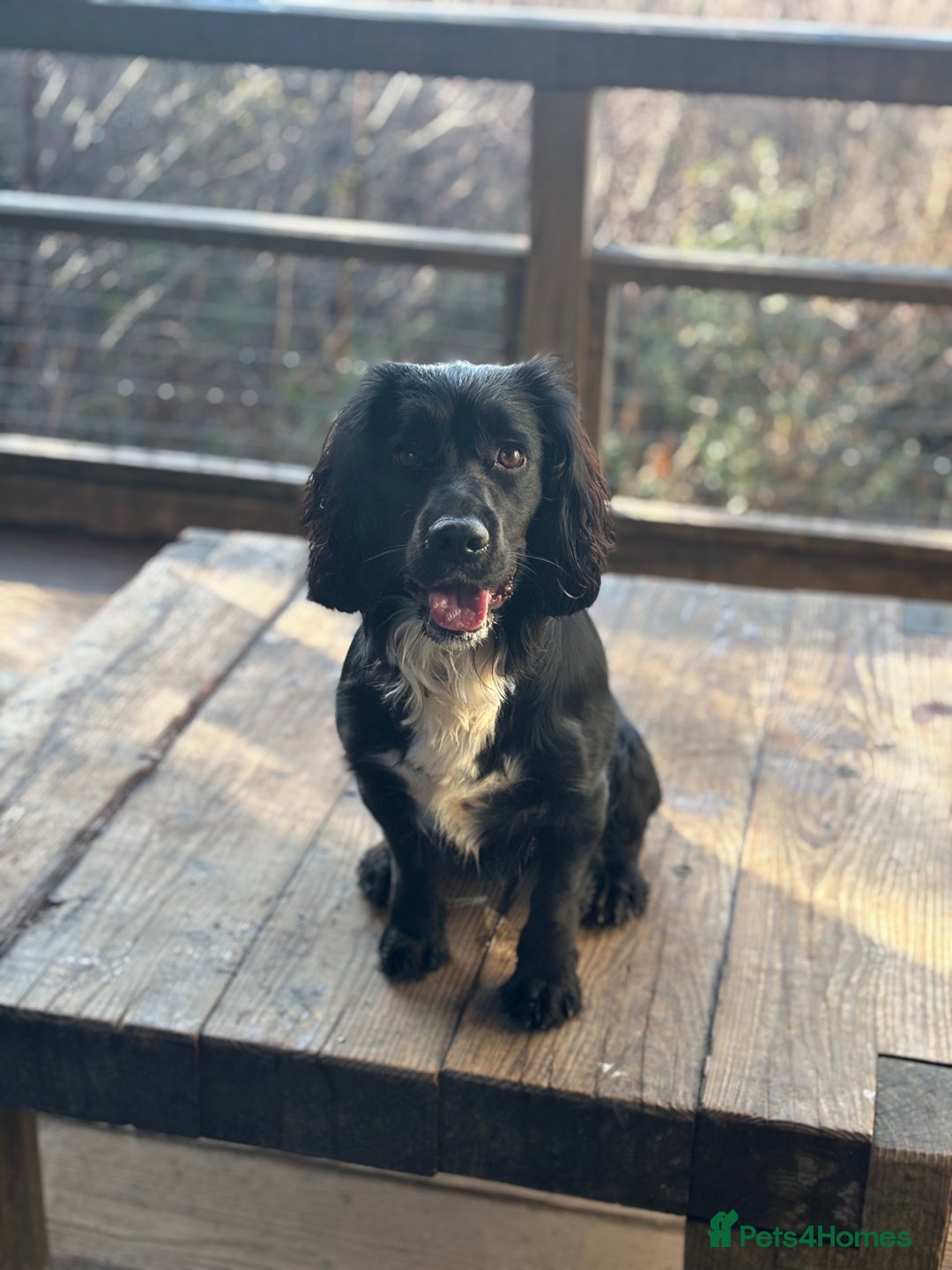 Sprocker dogs for stud: Black and white male sprocker spaniel  - Advert 6