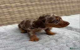 Dachshund dogs for sale: 3 Gorgeous Girl Dachshund Puppies  - Image 4