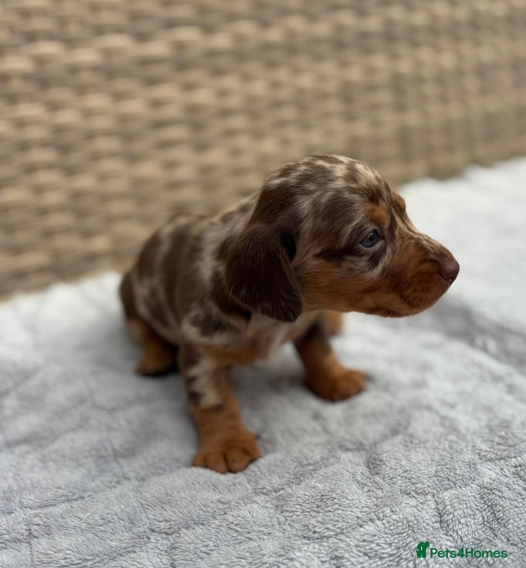 Dachshund dogs for sale: 3 Gorgeous Girl Dachshund Puppies  - Image 4