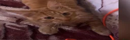 Maine Coon cats for sale: Ginger 3/4 Maine Coon and Khao Manee - Theodore  - Advert 14