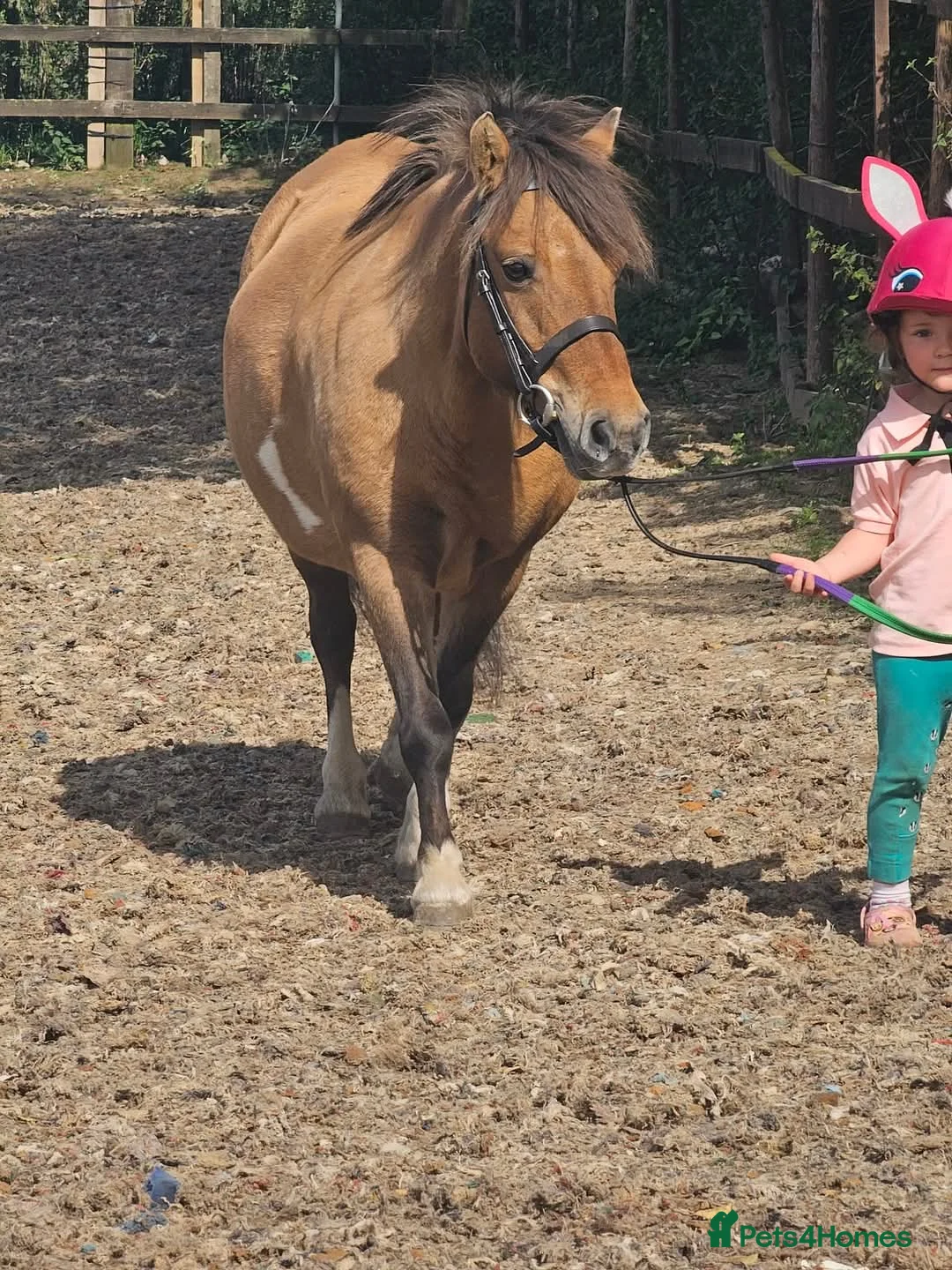 Shetland pony horses for sale: Dun Shetland cross mare - Advert 1