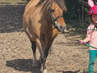 Shetland pony horses Dun Shetland cross mare - Advert 2