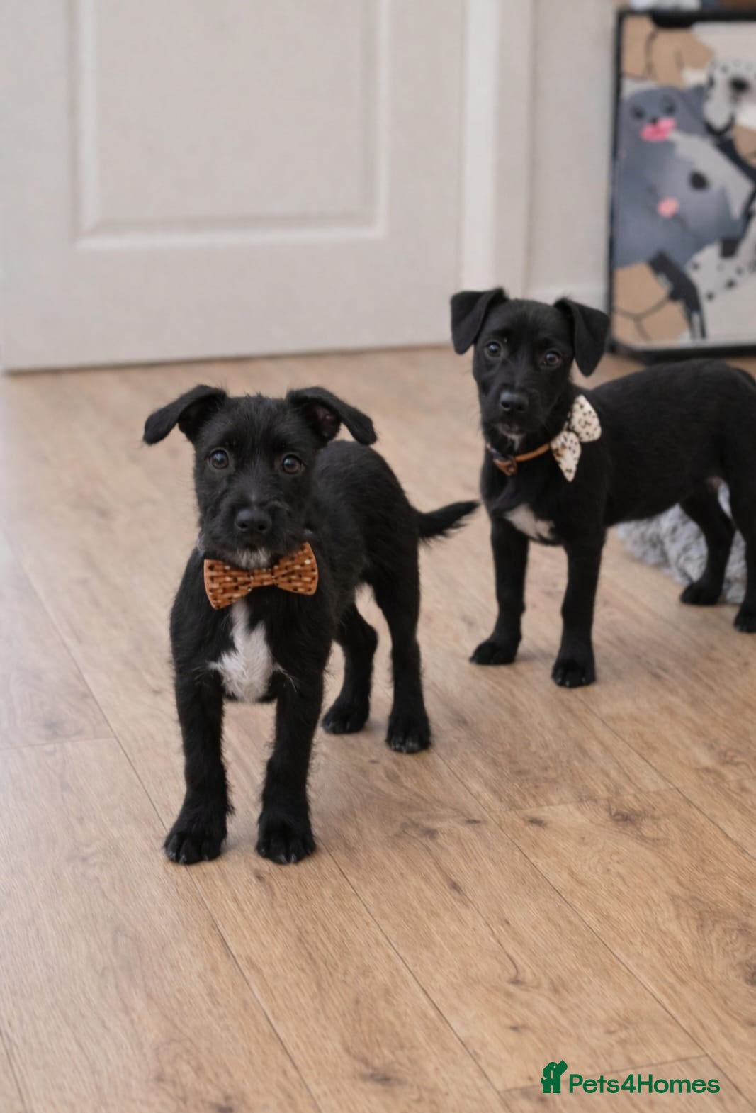 Mixed Breed dogs Re home - Advert 2