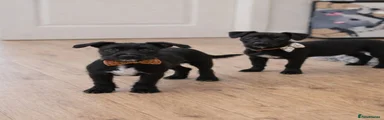 Mixed Breed Puppy 1