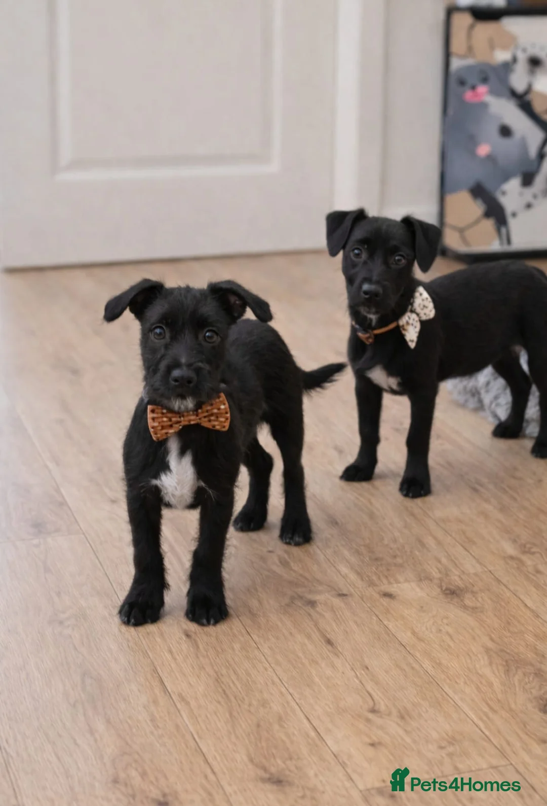 Mixed Breed dogs for sale: Re home in Runcorn - Advert 1