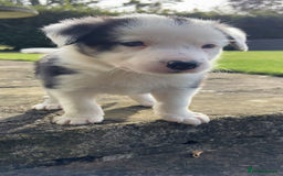 Border Collie dogs for sale: Adorable Border Collie pups for sale - Image 4