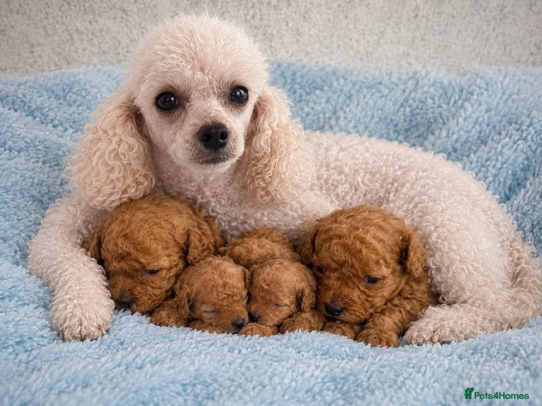 Toy Poodle dogs for sale: Red Asian x Toy Poodle  - Advert 2